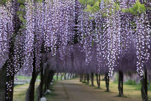 【兵庫県内発】 春の虹色ストーリー!旅のレインボーミステリー 日帰り1